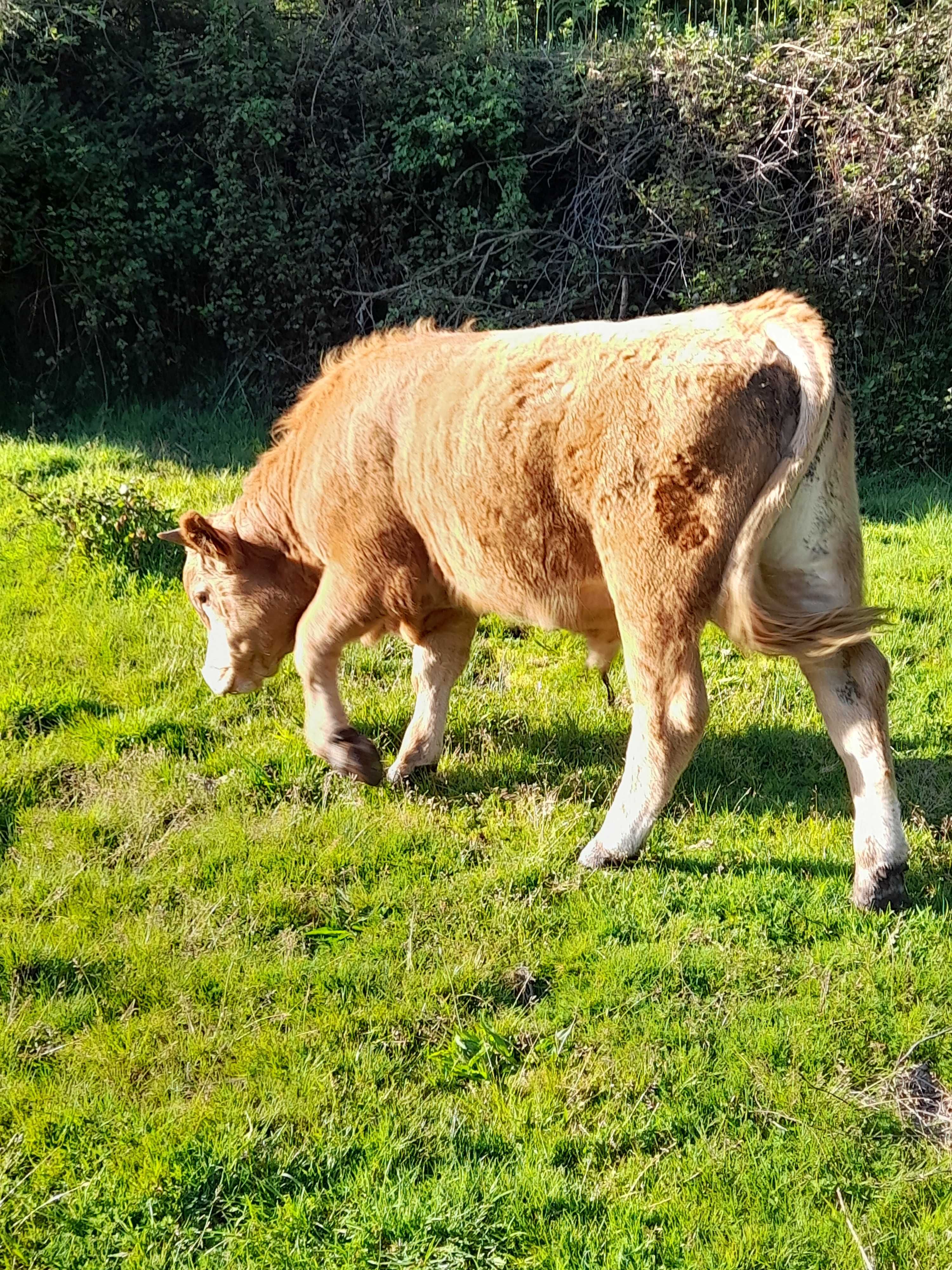 Vacas, vitelos(as) e novilhos para venda