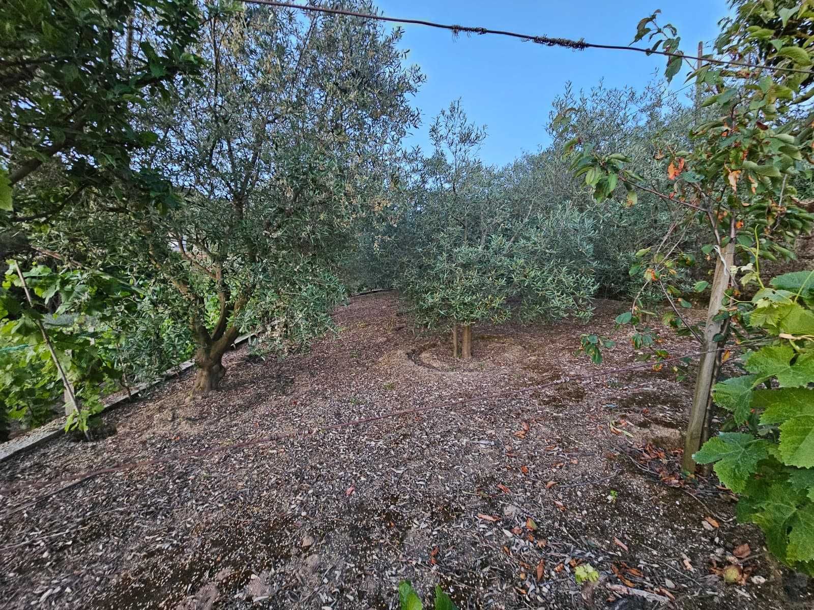 Terreno 1400 m² em Frende, com viabilidade de construção