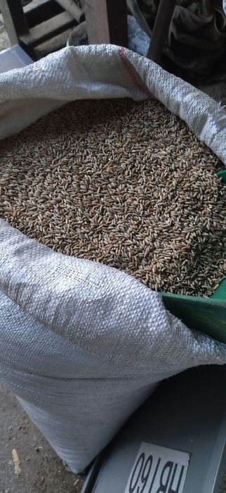 oczyszczone ozime zimowe wszystkie gatunki transport wysyłka osobisty