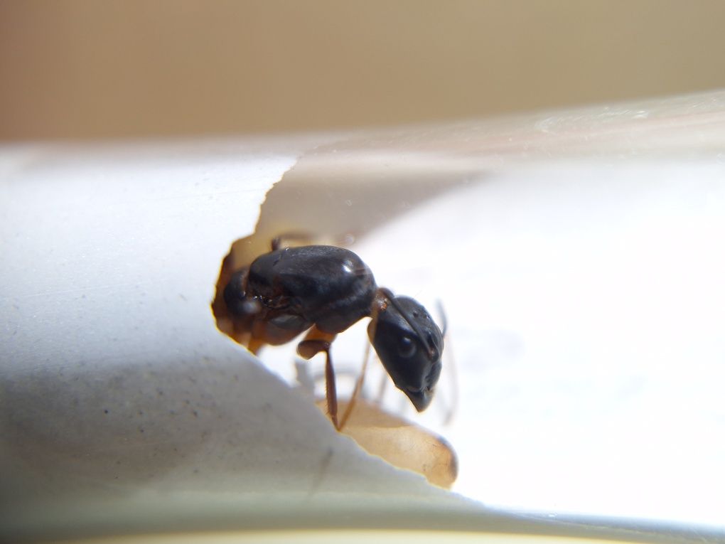 Camponotus fellah / Кампонотус феллах / муравьи / формикарий