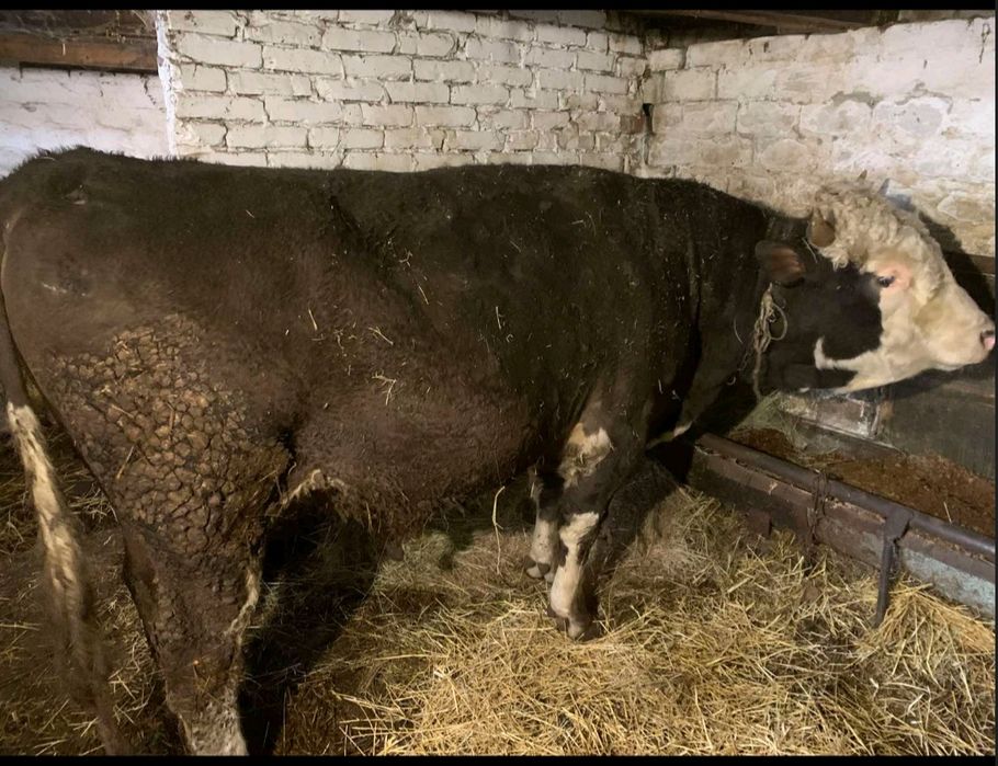 Продам бика на м'ясо