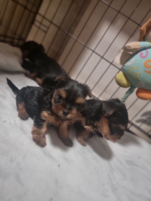 ZAREZERWOWANE Yorkshire Terrier szczeniaczki