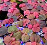 Porção de Phyllanthus fluitans