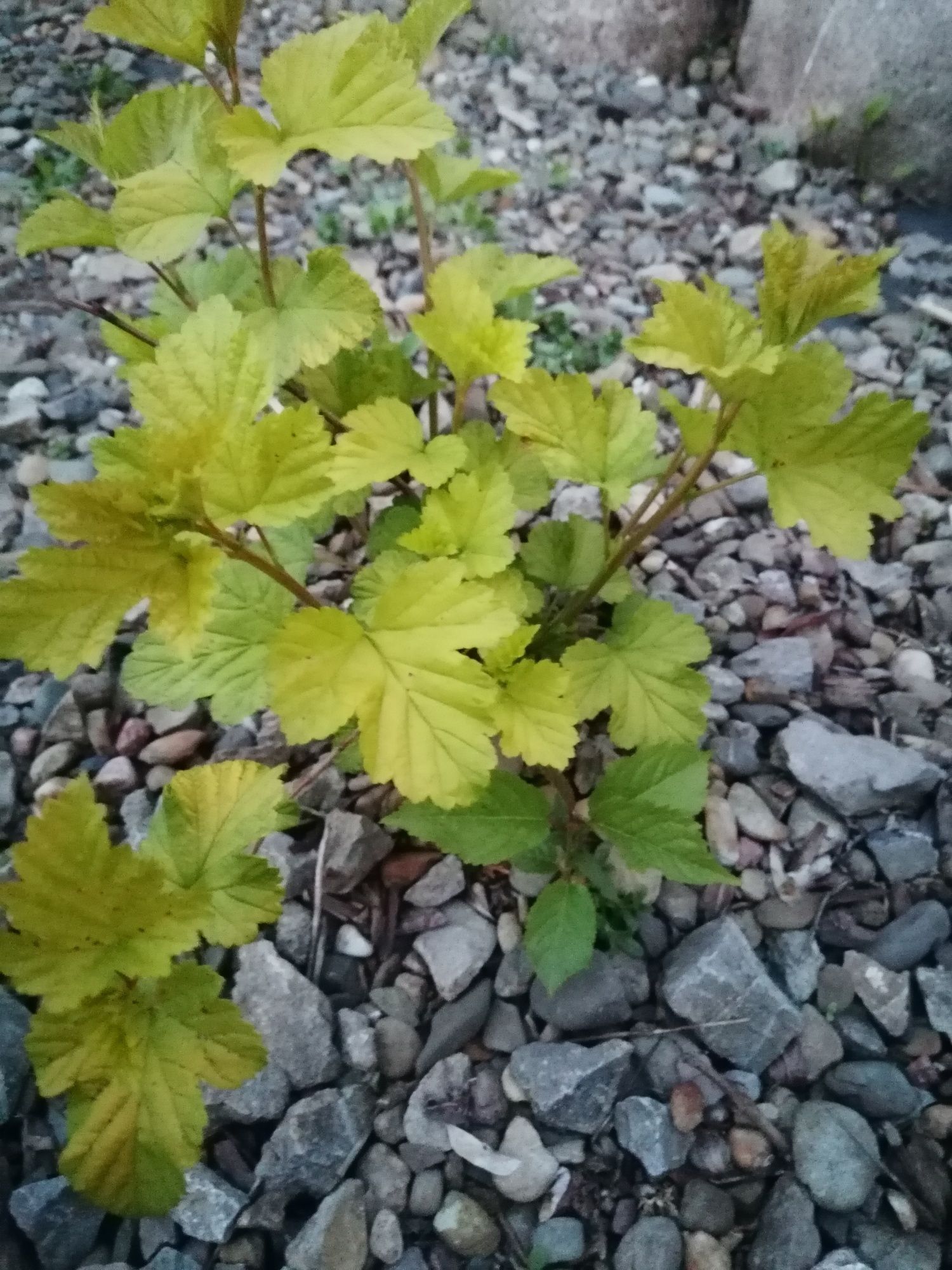 Miodunka, orlik, pęcherznica i inne