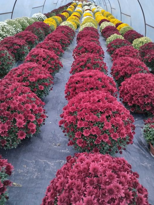 Chryzantemy, chryzantema, kwiaty na Wszystkich Świętych