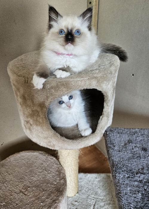 Kocięta Ragdoll do Rezerwacji