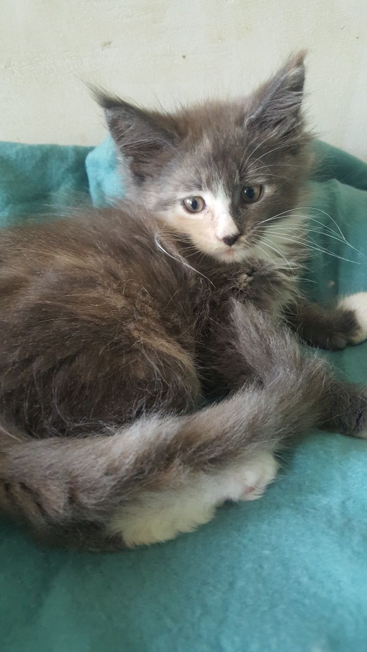 Kotka Maine Coon