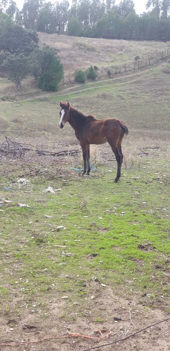 Vendo Potro 7 meses