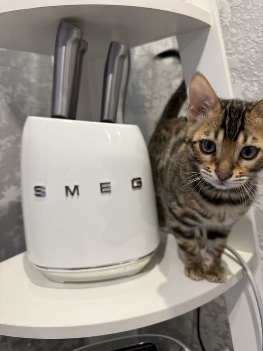 Бенгальские котята ищут любящую семью!