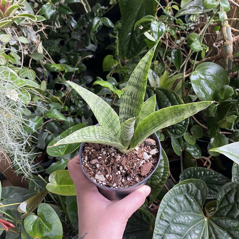 Сансевієрія Sansevieria everest
