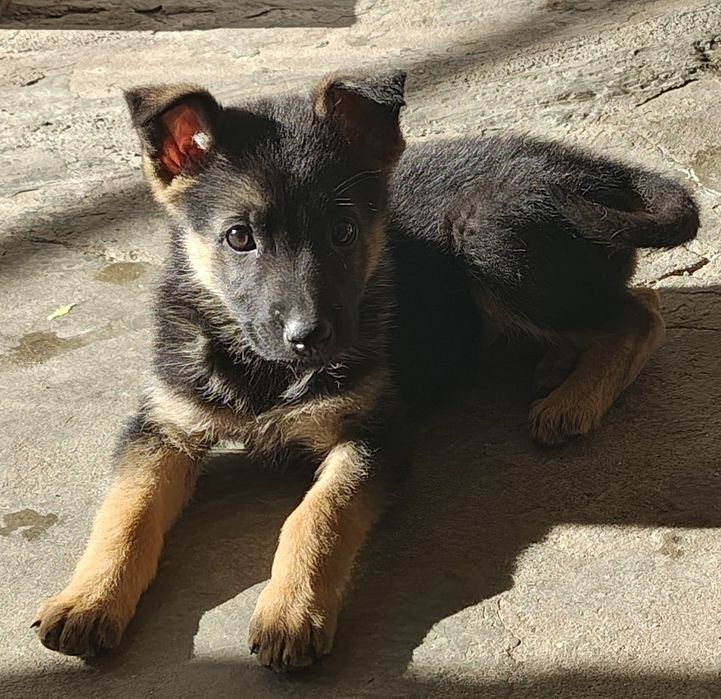 Pastor alemão fêmea pura