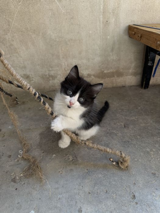 Кошечка ищет дом