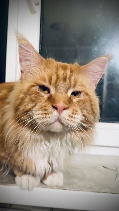 Маленьке диво — руда мейн-кун Olivia!