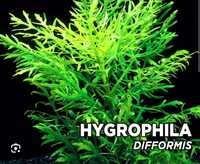 Hygrophila difformis