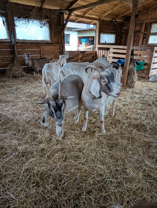 Sprzedam 2 mleczne kozy