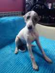Chart Angielski Whippet. suczka