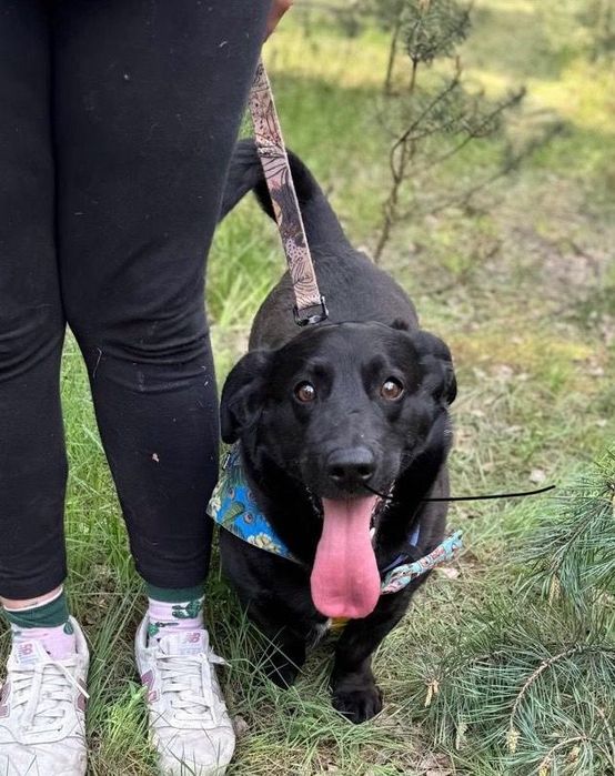 Pączuś szuka domu. Ni to jamnik ni labrador. Do adopcji
