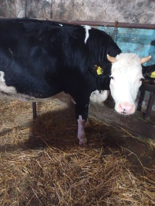 Jałówka dwuletnia cielna