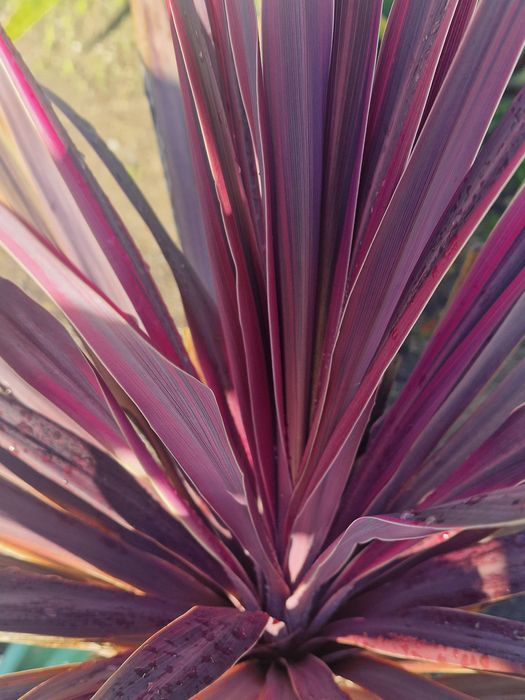 Cordyline Fruticosa (Dracena Vermelha) – Planta Ornamental Tropical