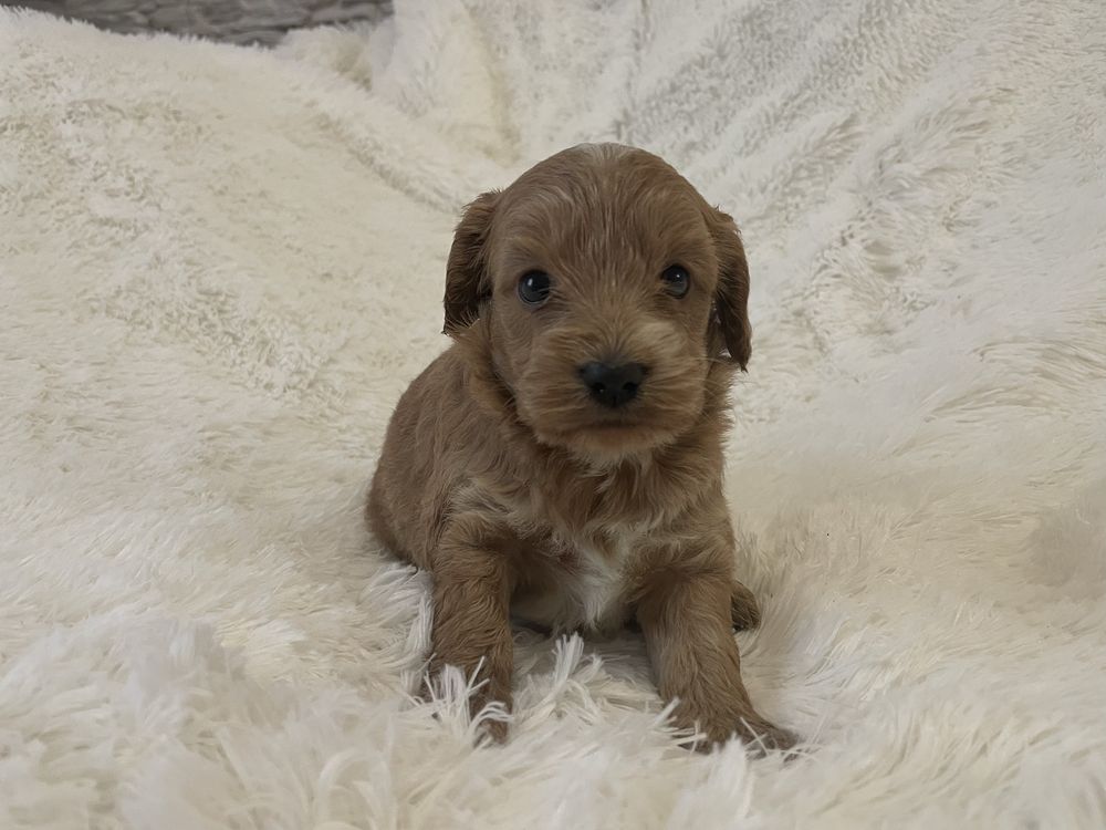 Cockapoo suczki szczeniaki