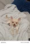 Chihuahua + wyprawką do odbioru