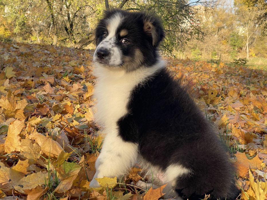 Австралійська вівчарка Ауссі хлопчик