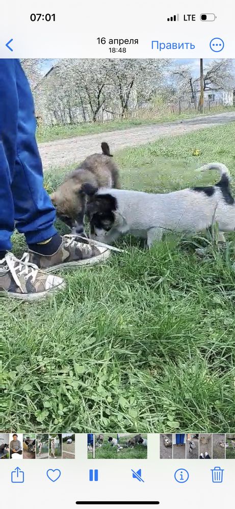 Чудове маленьке цуценятко  шукає дбайливу сімʼю.