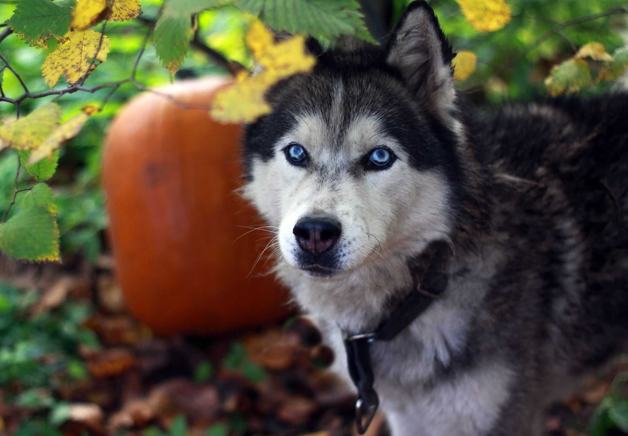 Pies husky o niezwykłych oczach szuka aktywnego domu