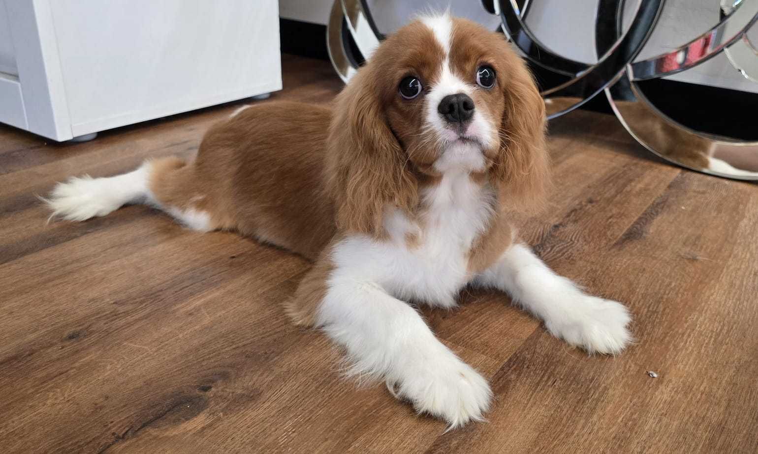 Cavalier King Charles Spaniel Samiec Do Odbioru Komplet Szczepien