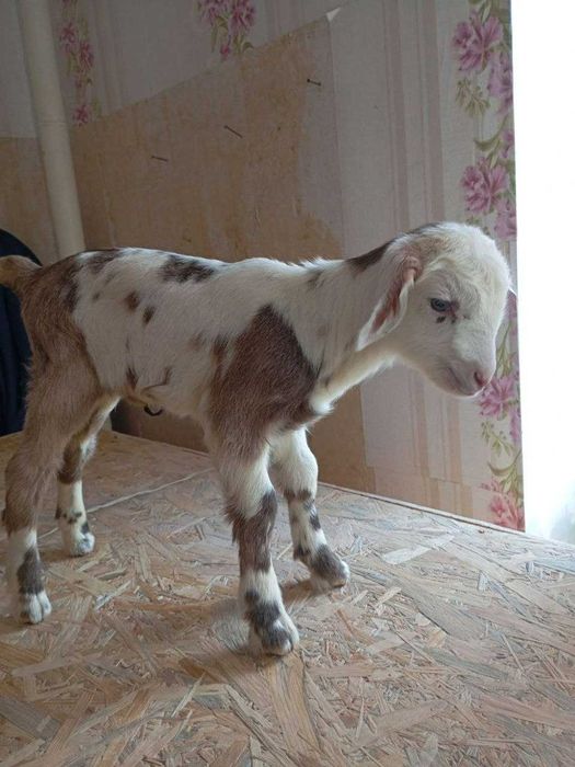 Козенята, дві дівчинки та три хлопчика. Нікополь, Дн-кої обл.