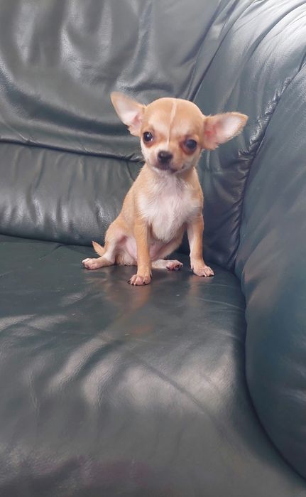 Maleńka suczka chihuahua