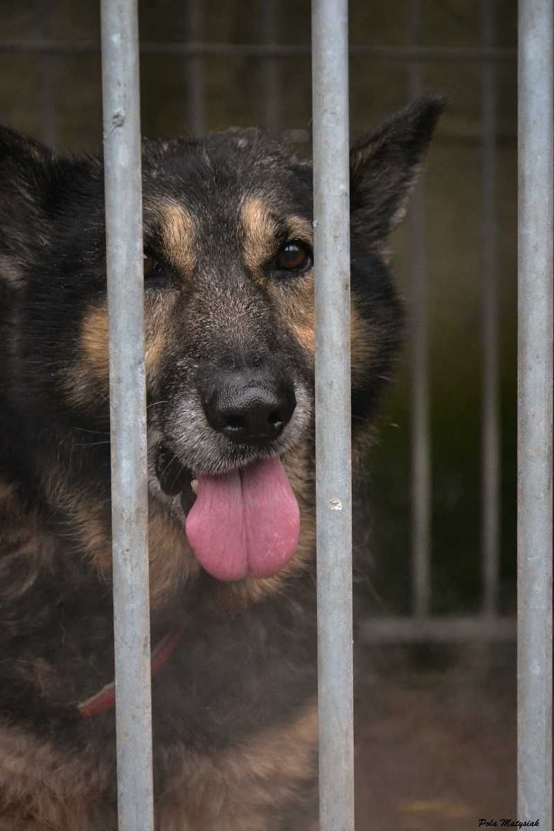 Szarik to 7-letni psiak, który waży około 15-20 kg.