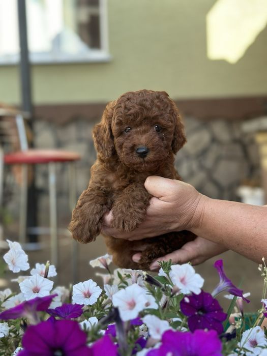 Мальтіпу F2 малюки