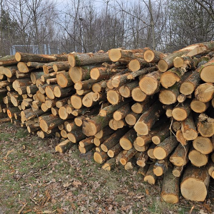 Drewno opałowe dąb