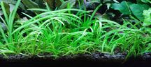 Roślina akwariowa, trawka Sagittaria subulata, strzałka skrzydlasta