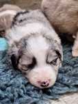 Piesek Border Collie Blue Merle