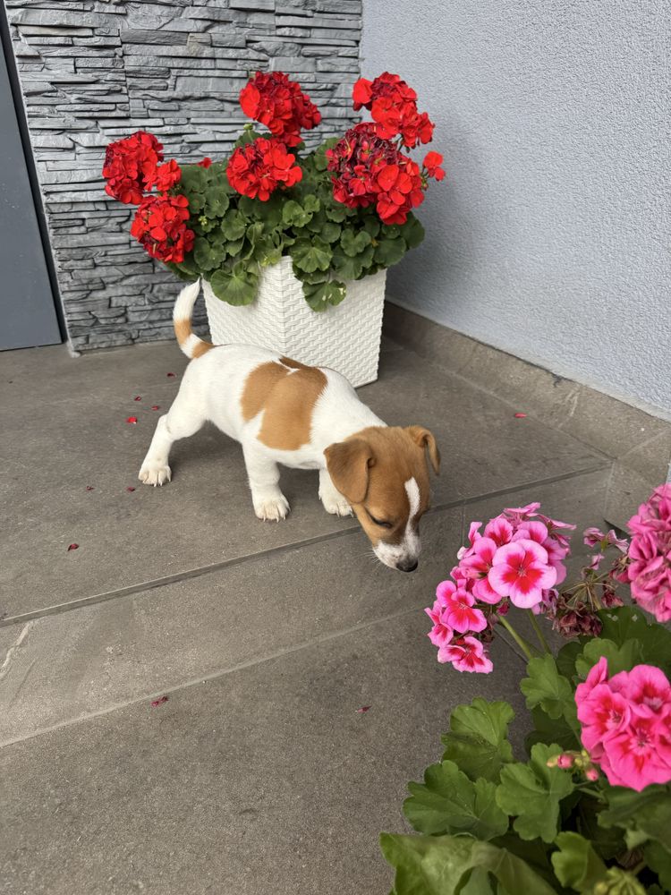Jack russell terrier piesek