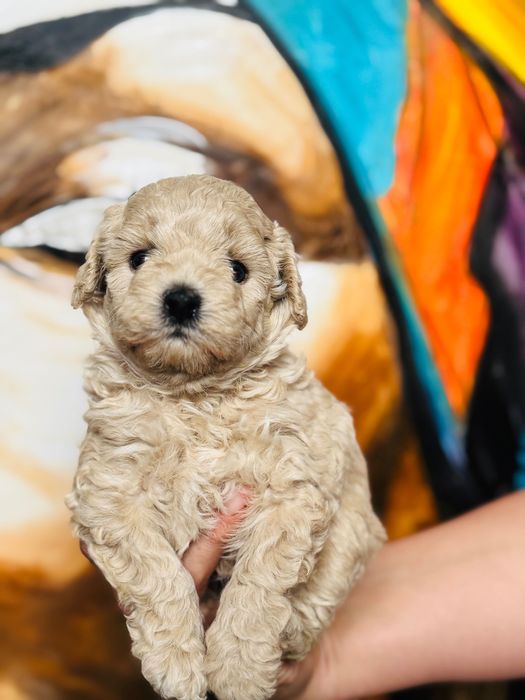 MALTIPOO 1FB - suczka | 75% PUDEL TOY (tata) 25% MALTIPOO (mama)