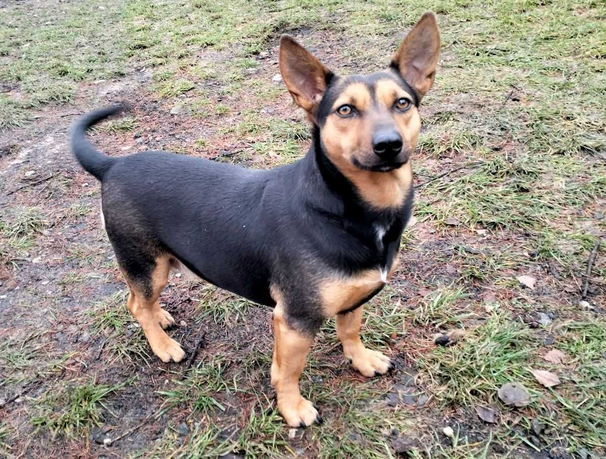 Iskierka - mała młoda suczka suka do adopcji w typie jamnik