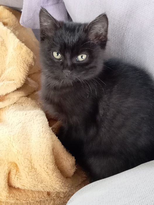 Котята, кошечки, котик в добрые руки