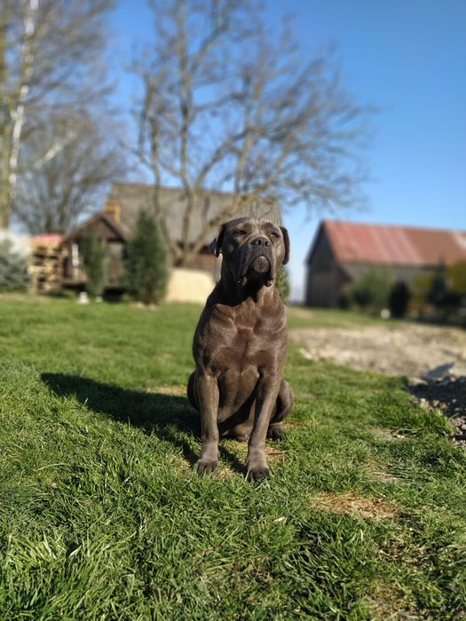 Suczka Cane Corso