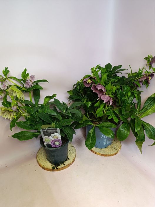 Чемерник Вікторія