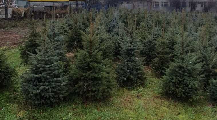 Choinka choinki świerk pospolity i srebrny jodła kaukaska
