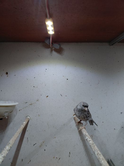 Dwie samiczki Agaty.