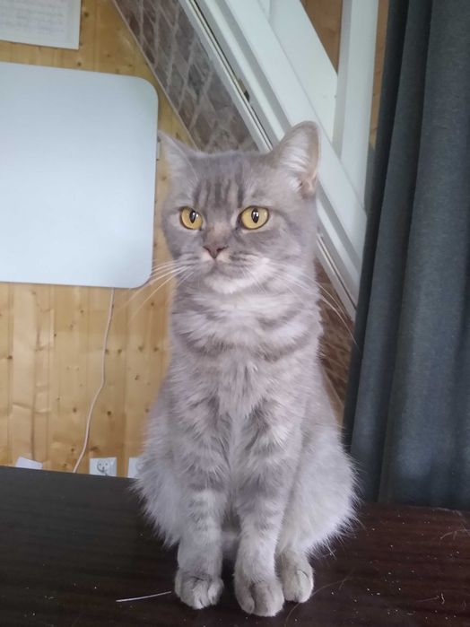 Kotka  brytyjska rodowodowa Fela