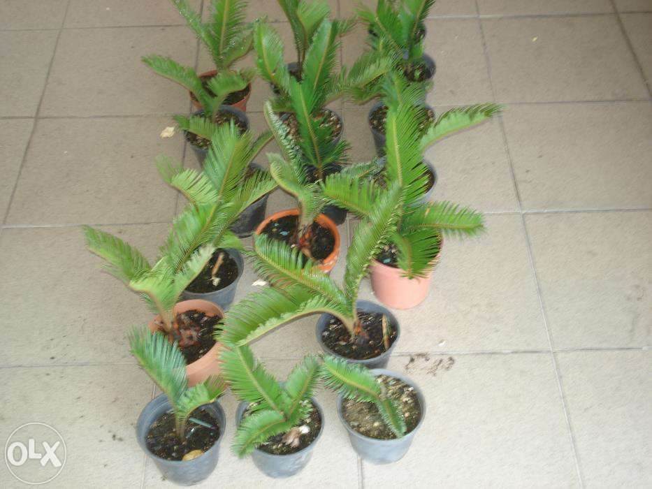 Plantas decorativas