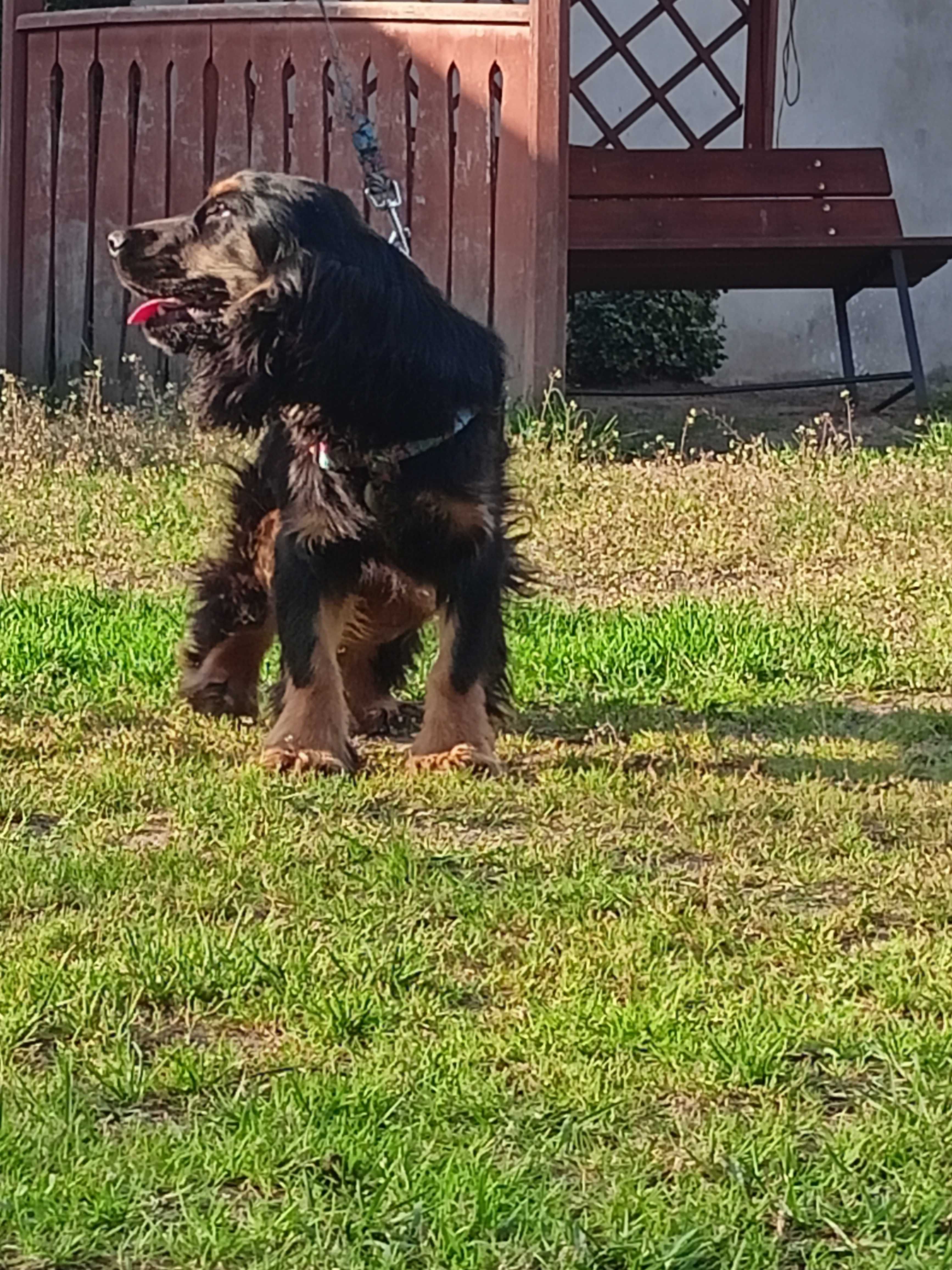 Piesek Cocker Spaniel