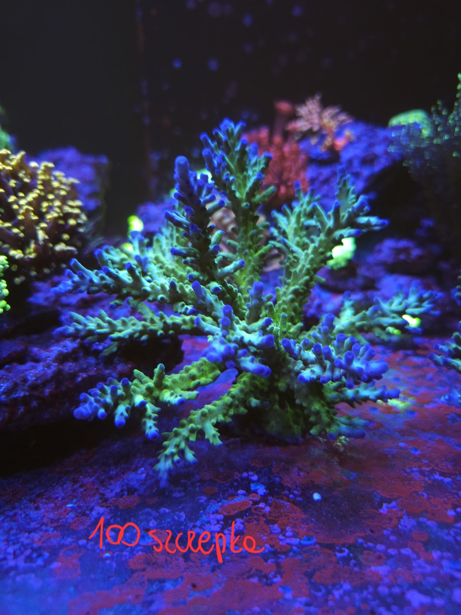 Acropory Acropora szczepki sps