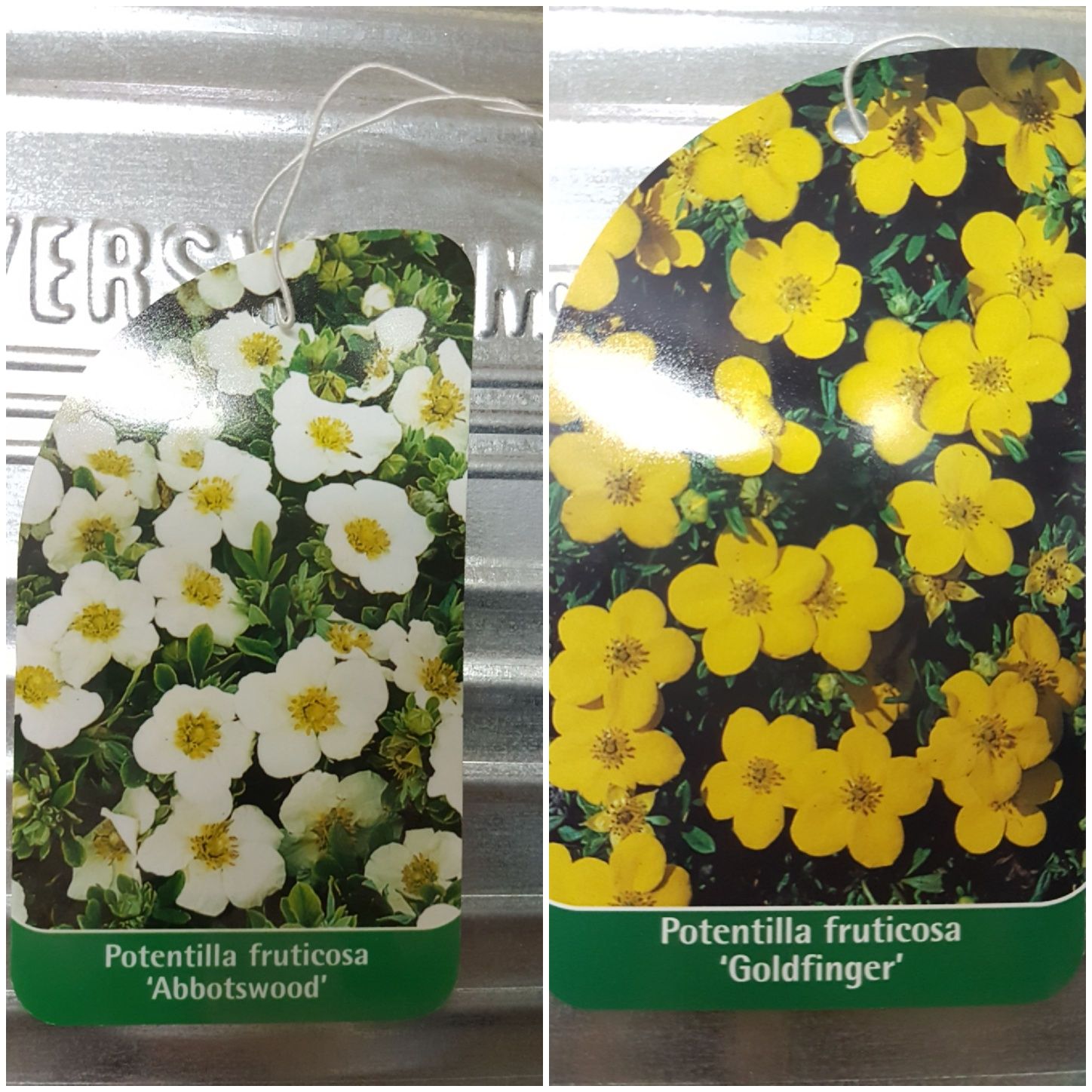 Etykiety szkółkarskie kolorowe na rośliny ze zdjęciem PIĘCIORNIK