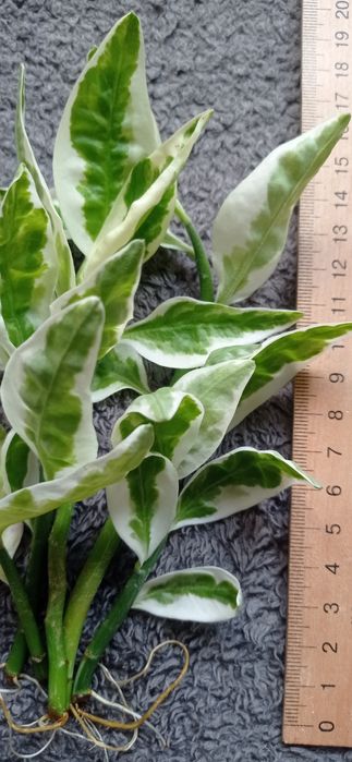 Продам Педилантус